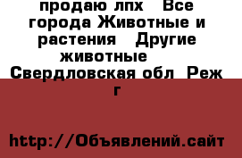 продаю лпх - Все города Животные и растения » Другие животные   . Свердловская обл.,Реж г.